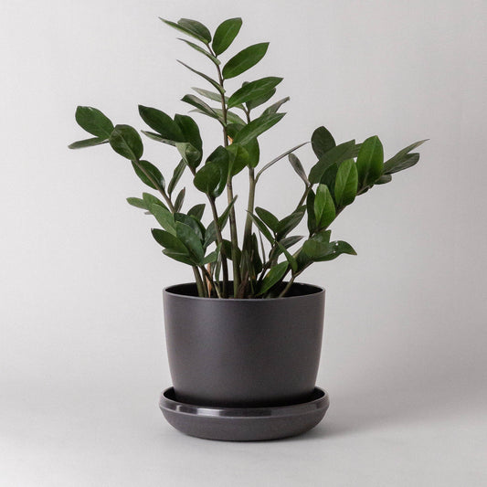 7" Bamboo Fibre Planter Pot (Black)