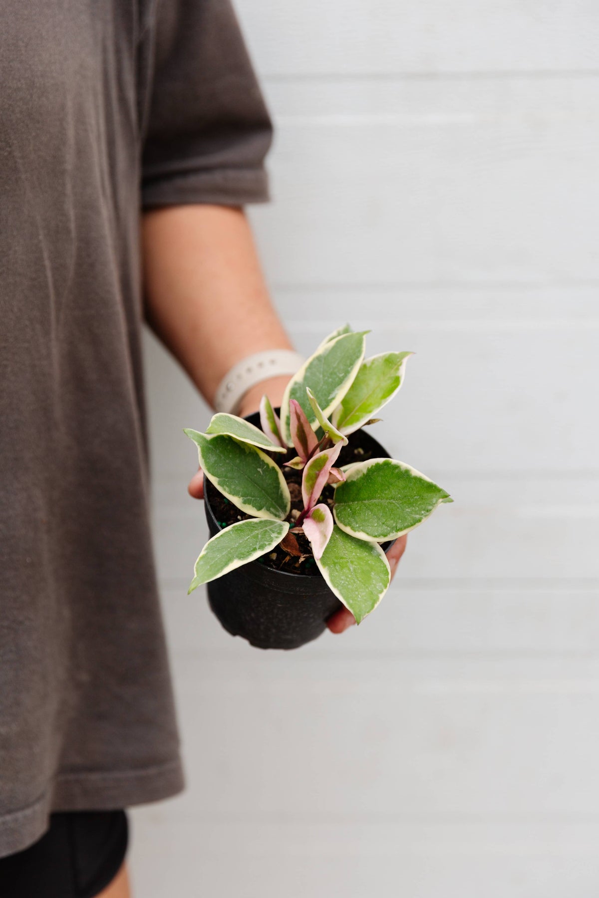 4" Hoya specialty assortment