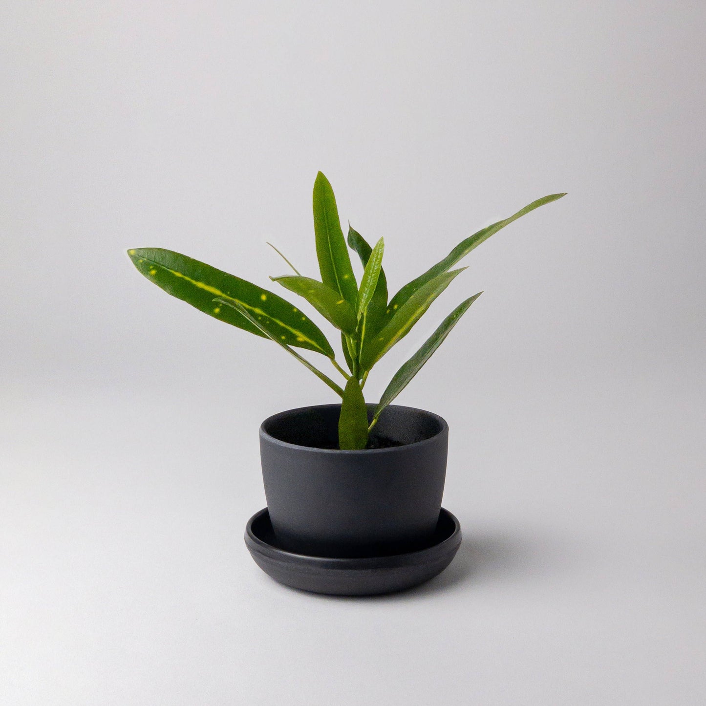 Bamboo Fibre Mini Planter Pot (Black)