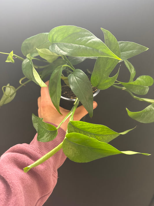 Pothos Baltic Blue 4inch