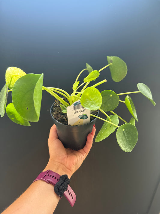 UFO Plant 4”