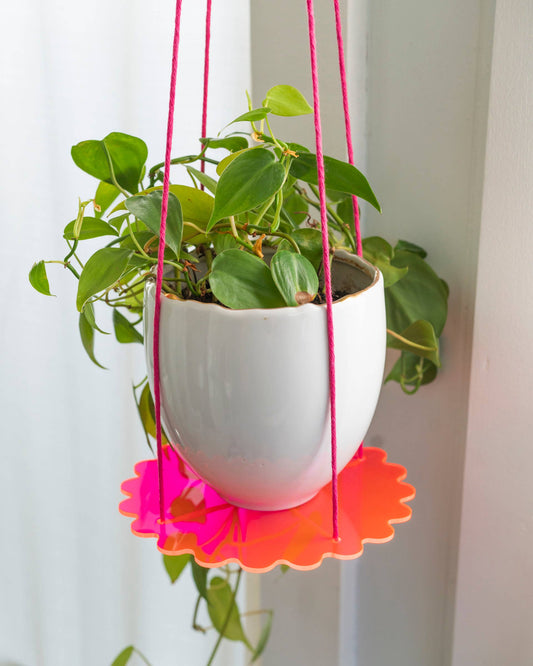 Squiggle Plate Plant Hanger