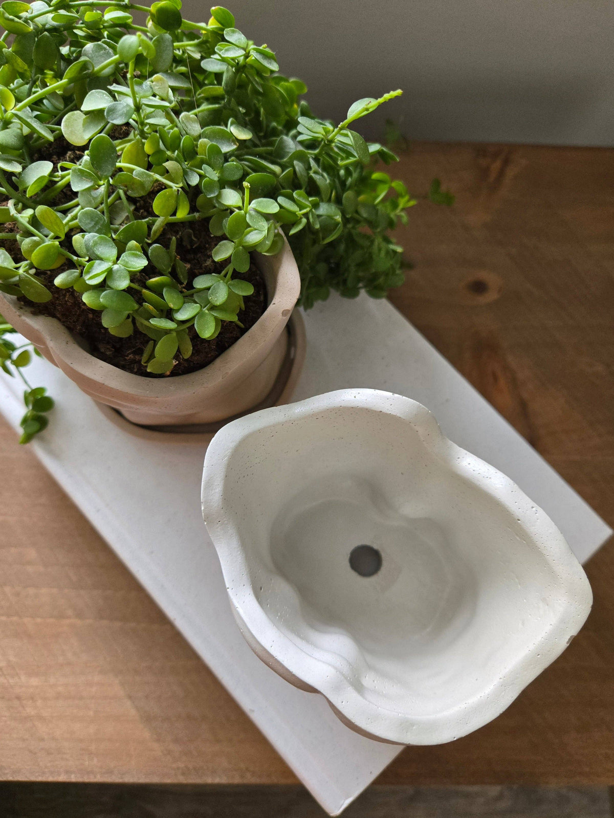 The Boyfriend Planter