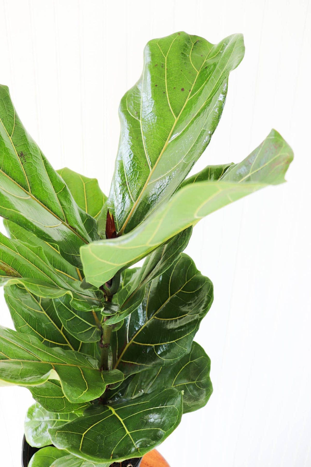 10" Ficus Lyrata Bush