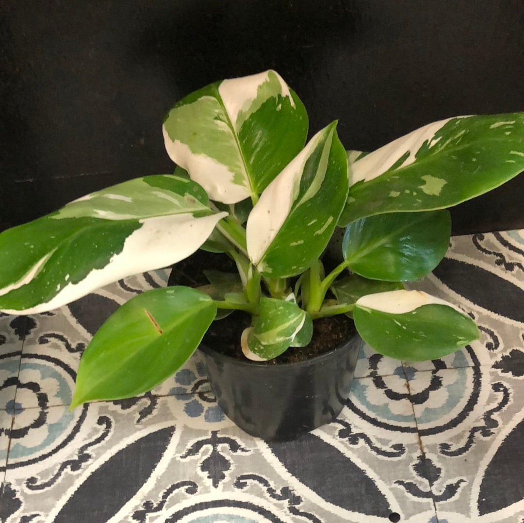 Philodendron White Wizard