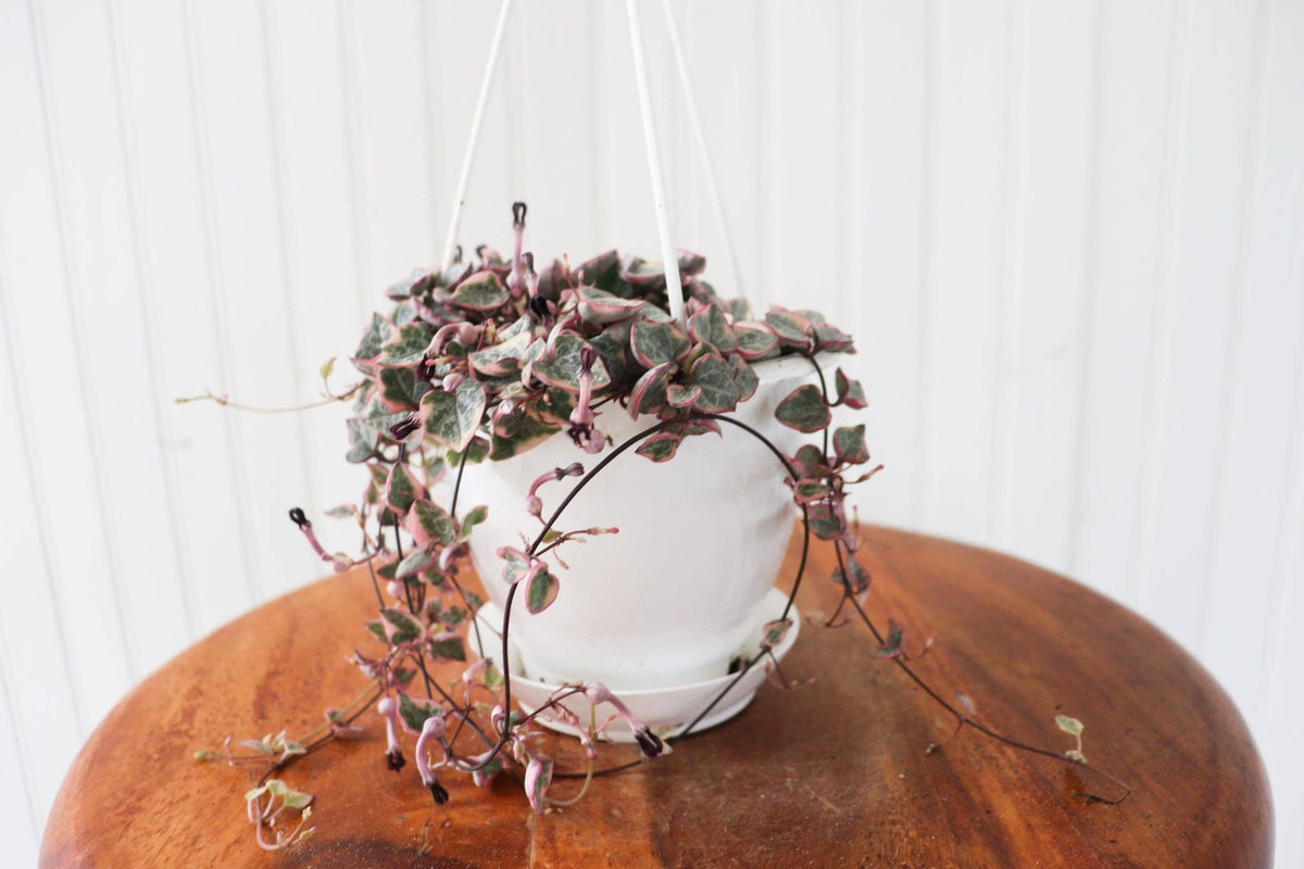 6" Variegated String of Hearts