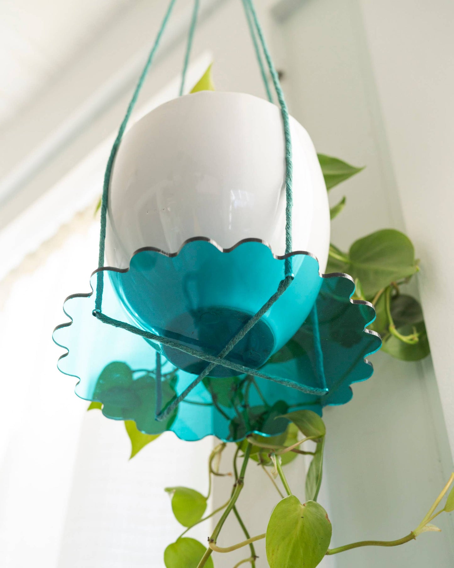 Squiggle Plate Plant Hanger