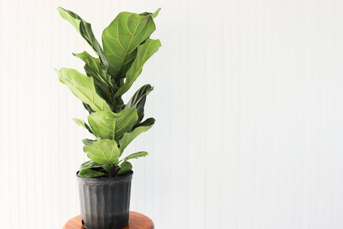 10" Ficus Lyrata Bush