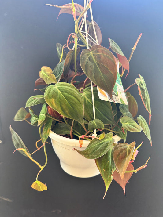 Philodendron Mican 8inch