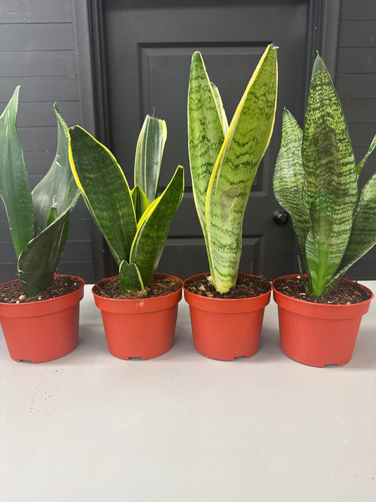Assorted Snake Plant 5 inch