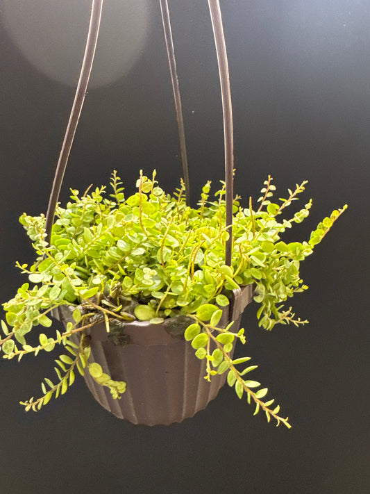 String of Turtles