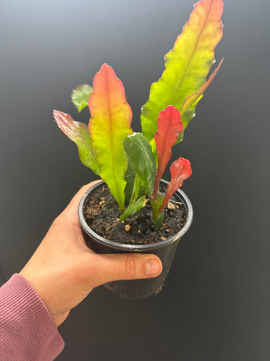Fishbone Fire 4inch