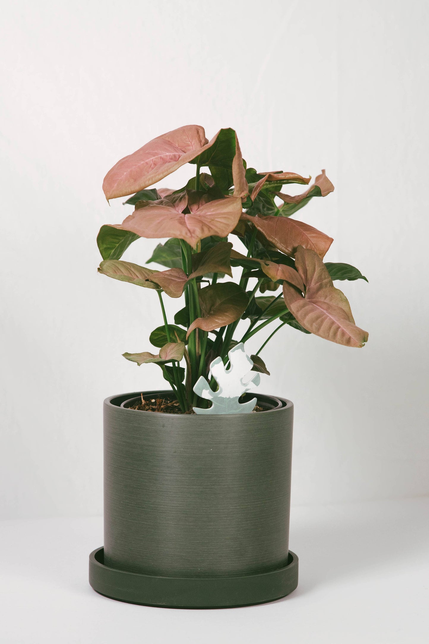 Mini Monstera PlantDoc: Color-Change Plant Moisture Meter