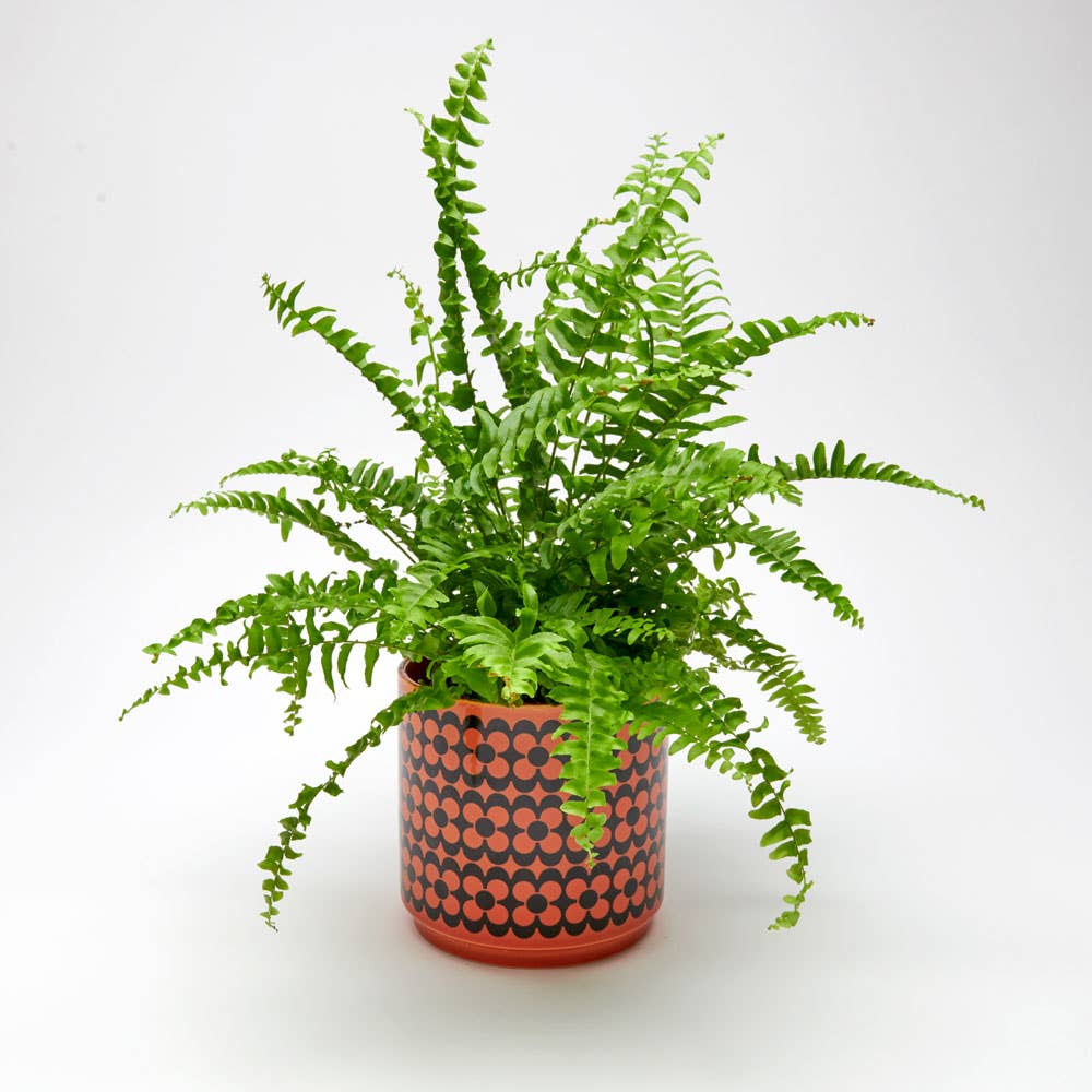 Magpie x Hornsea Medium Planty - Plant Pot Repeat Flower