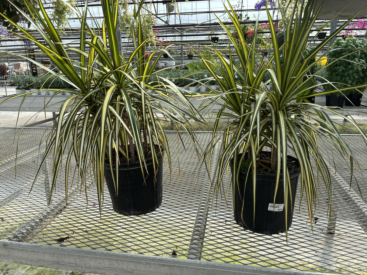 10" Dracaena Kiwi Bush