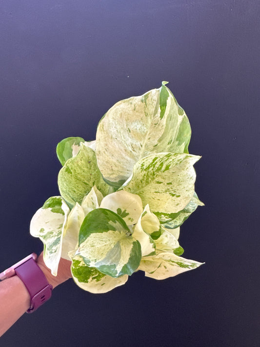 Manjula Pothos 4inch