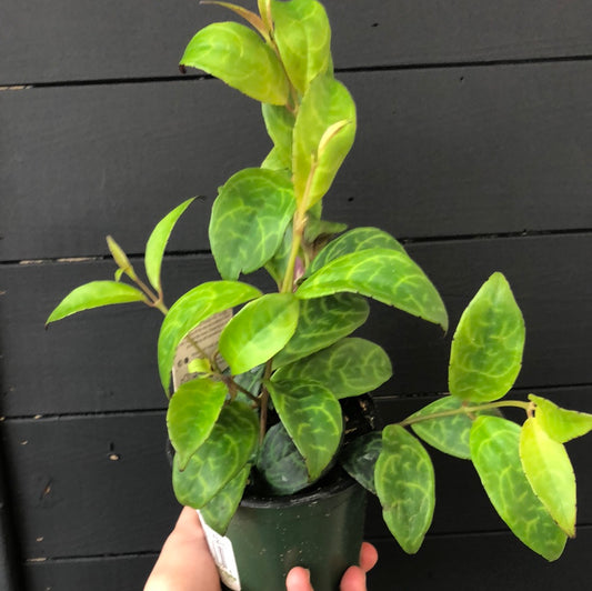 Lipstick Plant- black pagoda