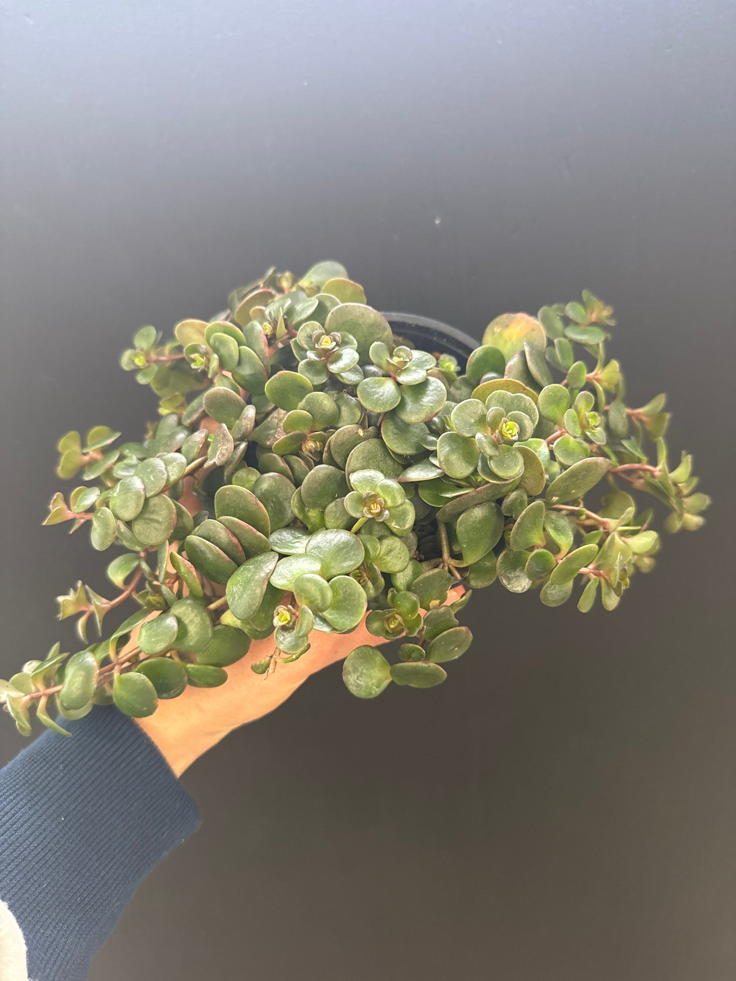 Sedum Jade Runner 4inch
