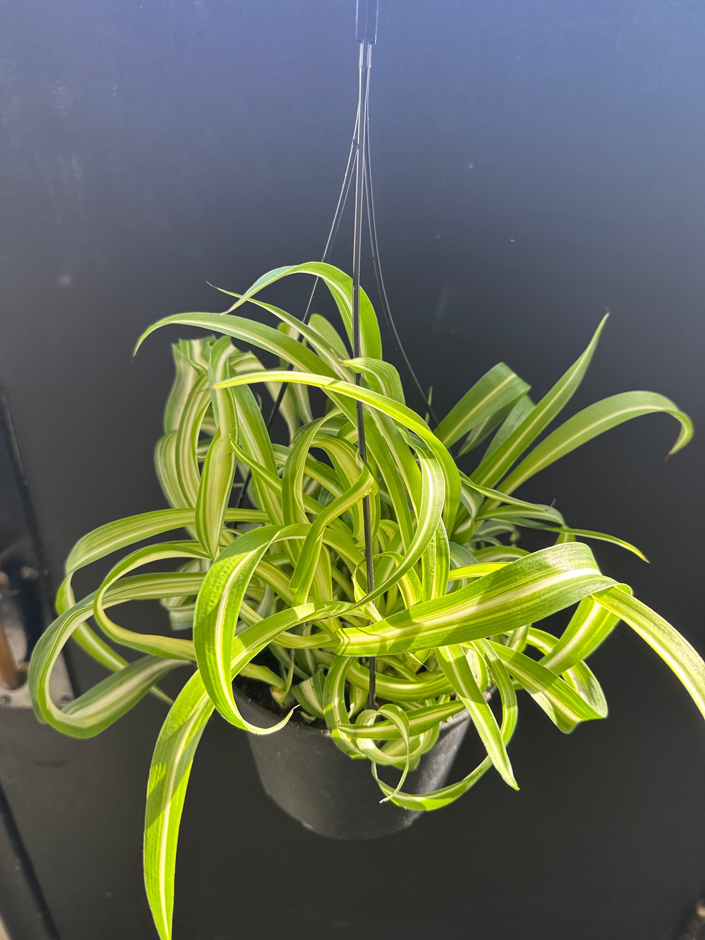 Curley Spider Plant 6inch