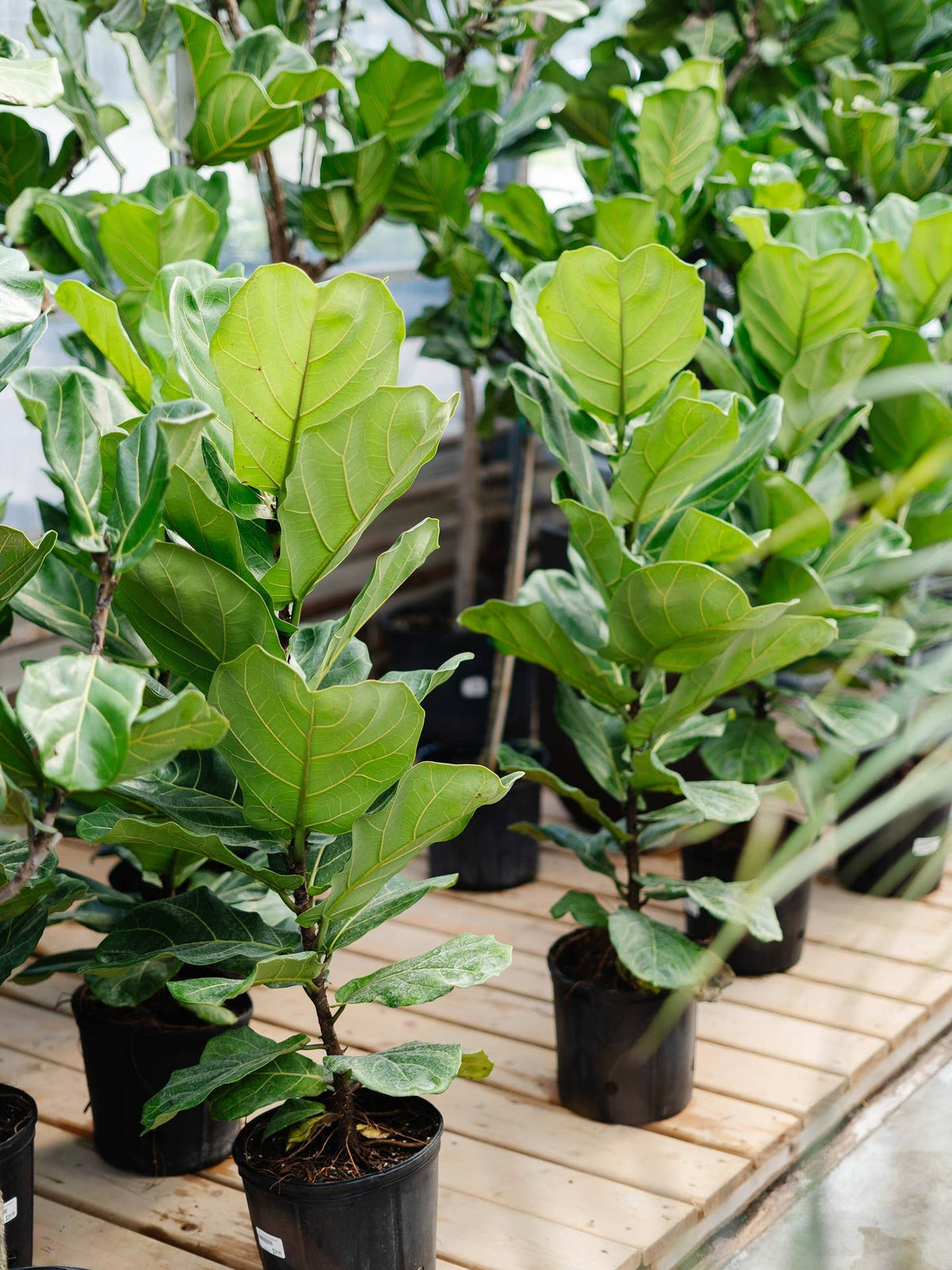 10" Ficus Lyrata Bush