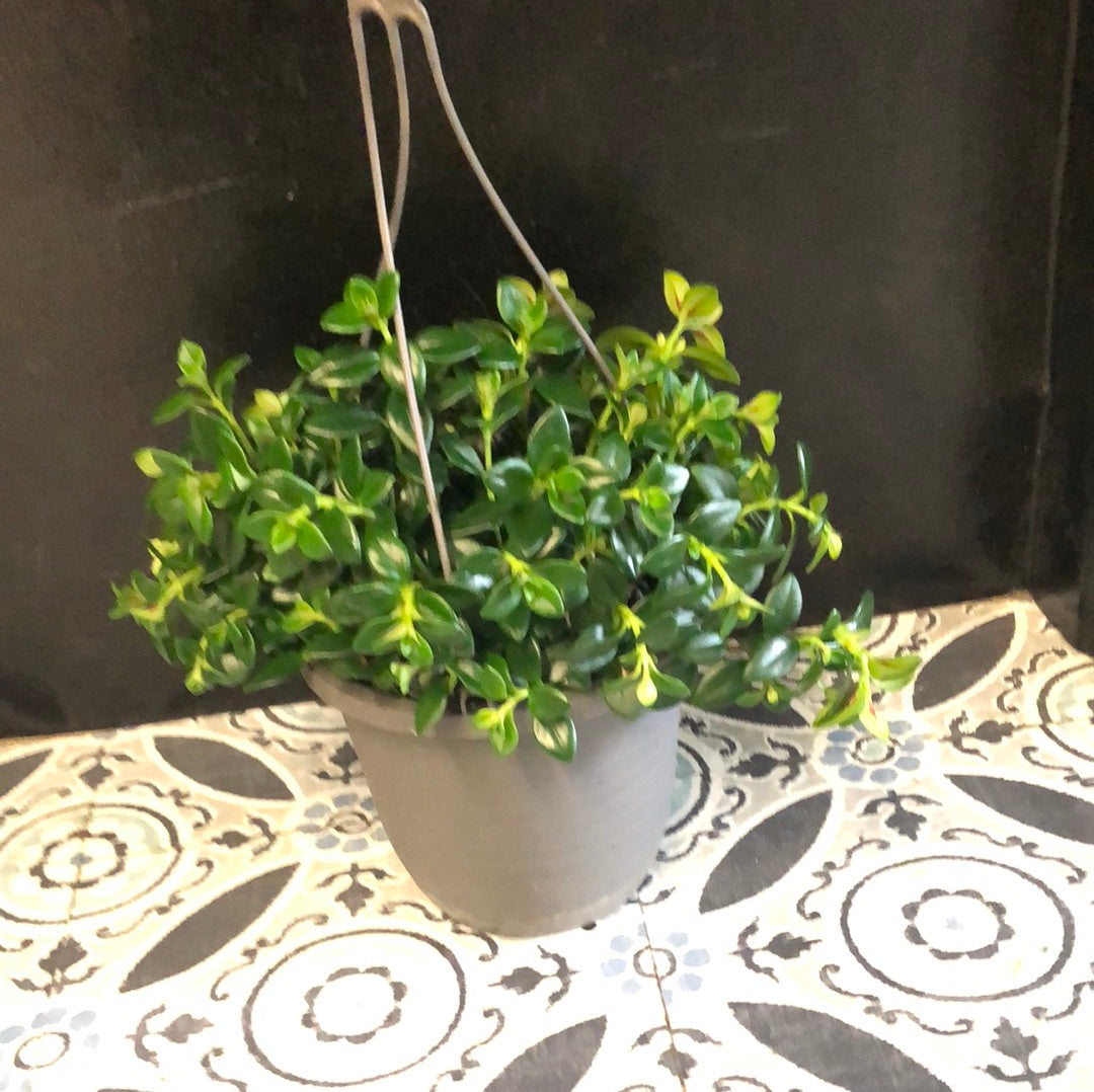 Goldfish Plant