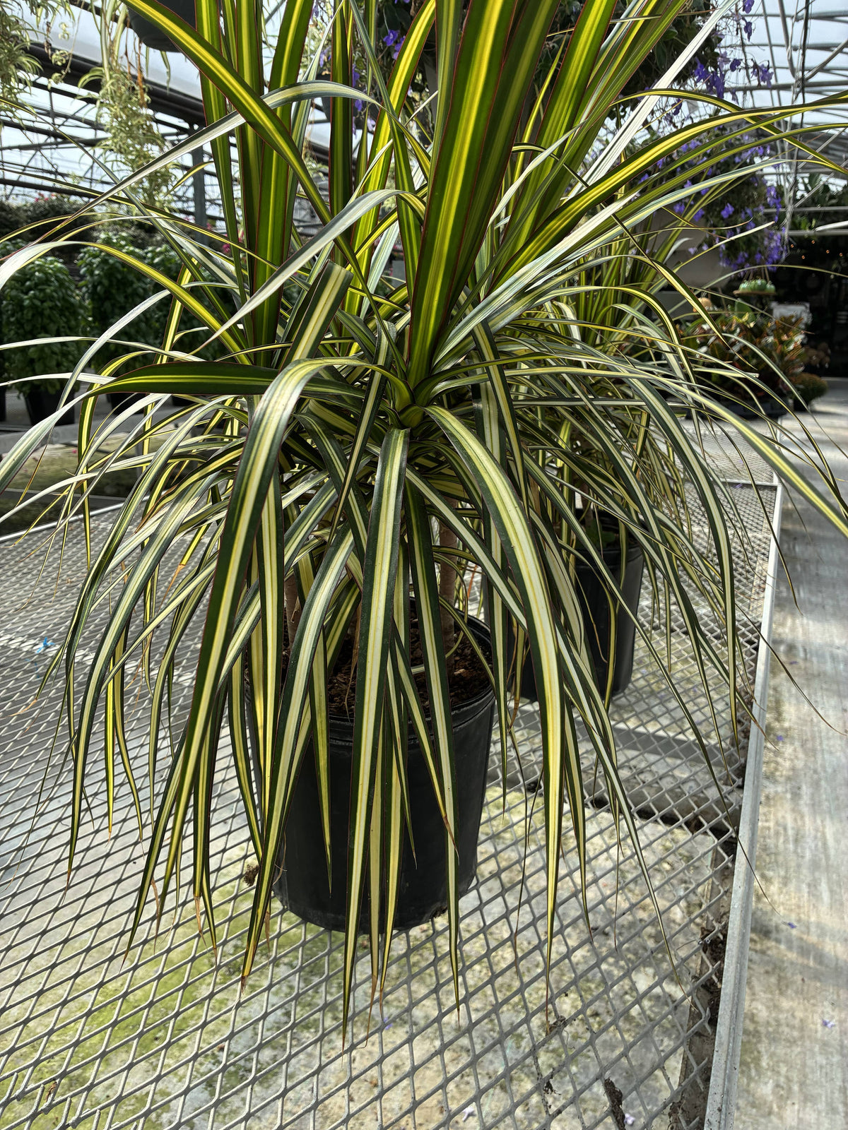 10" Dracaena Kiwi Bush