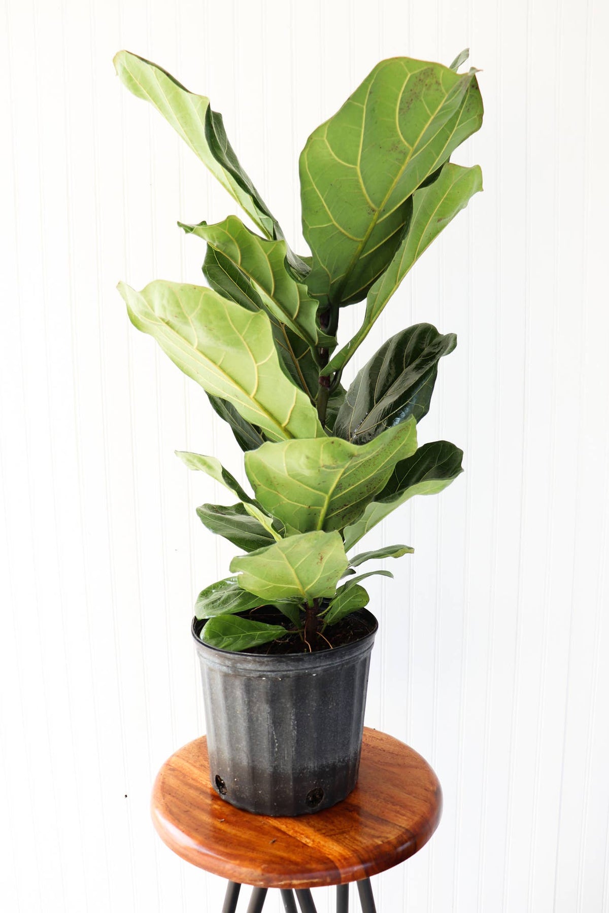 10" Ficus Lyrata Bush