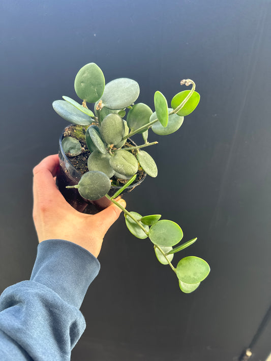 String of Coins
