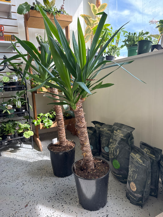 Yucca Cane
