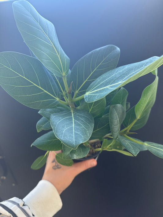 Ficus Audrey 4inch