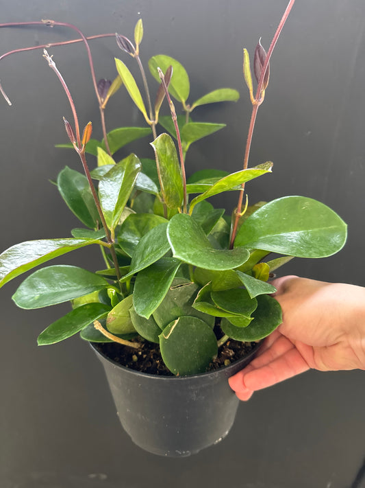 Hoya Australis