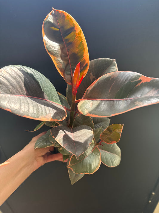 Ficus Ruby