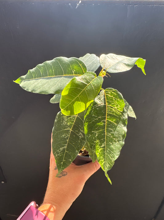 Ficus Cotton Color 4”
