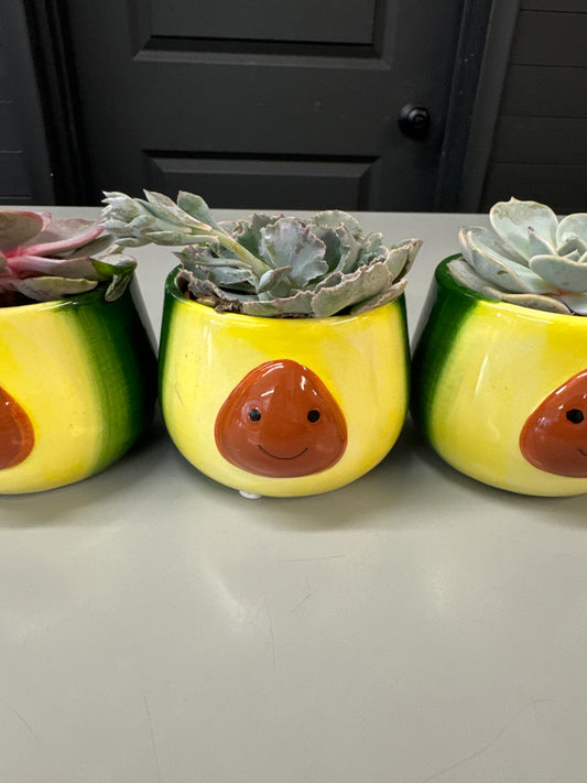 Assorted succulent in Avocado