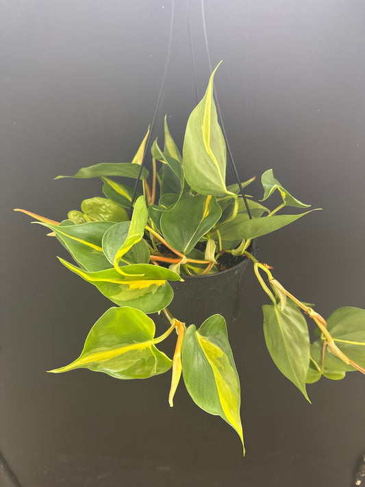 Philodendron Brazil 6inch