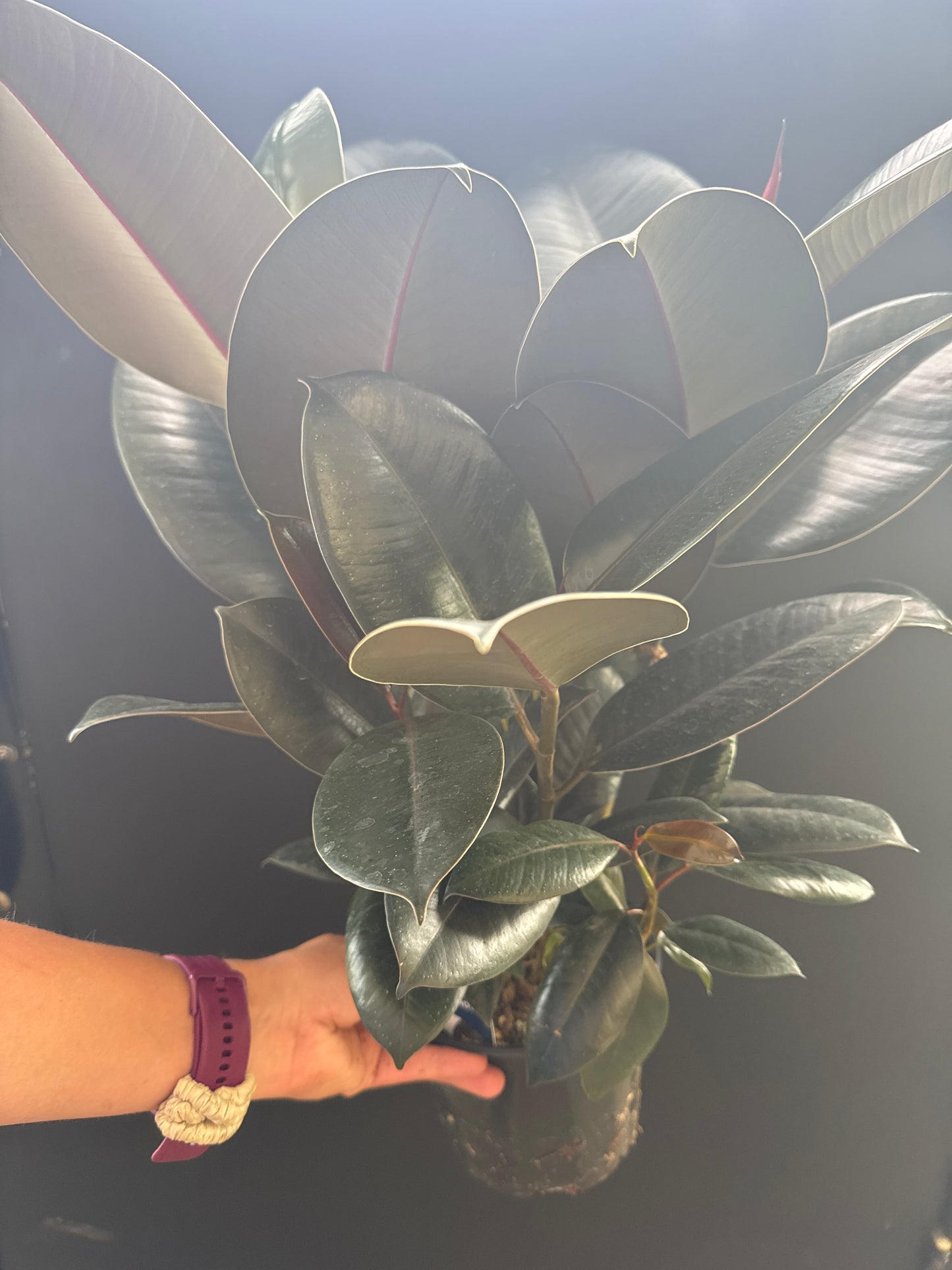 Ficus Burgundy 6inch