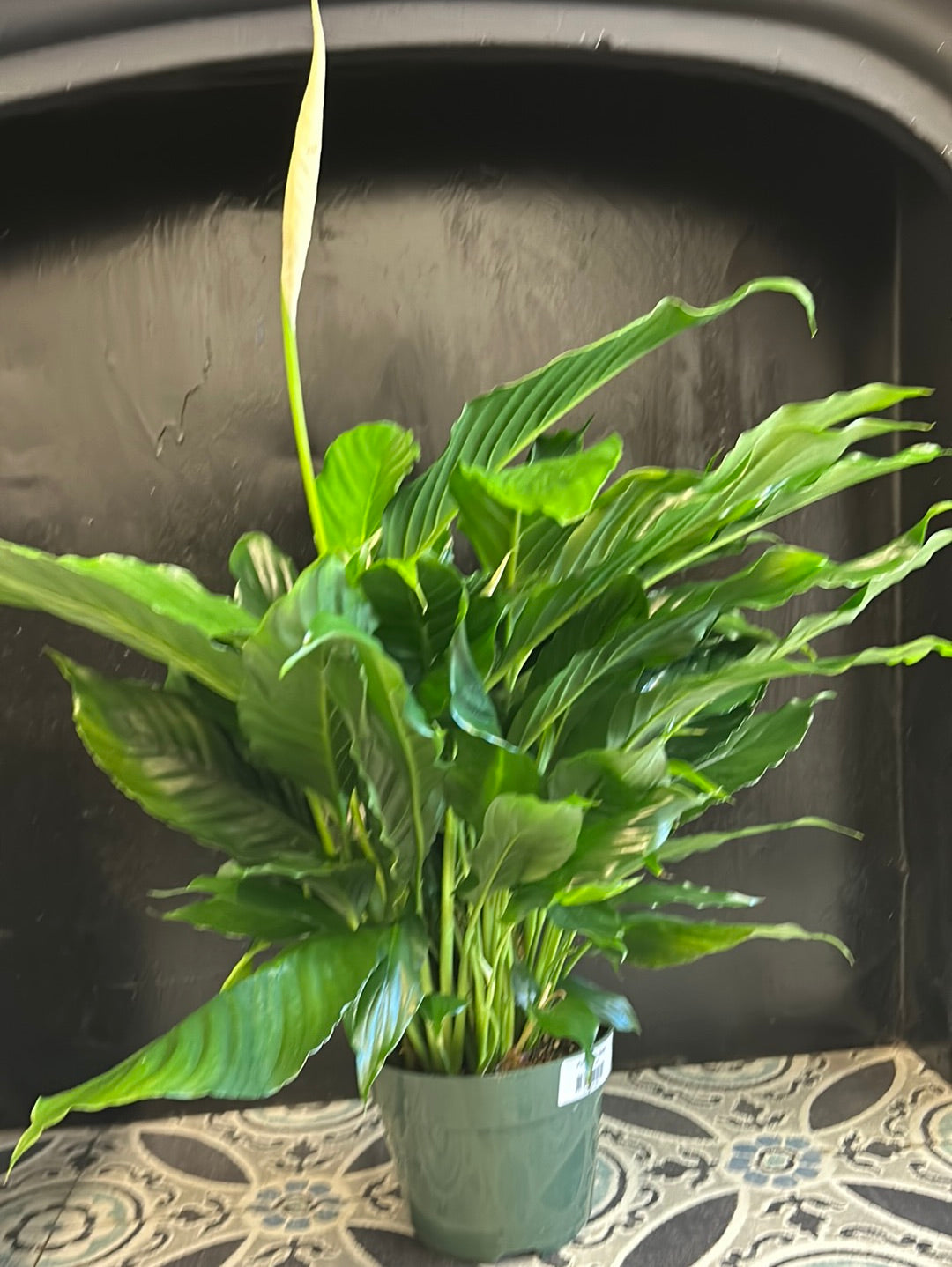 Peace Lily 6inch