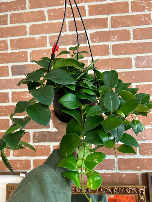 6 inch Lipstick Plant