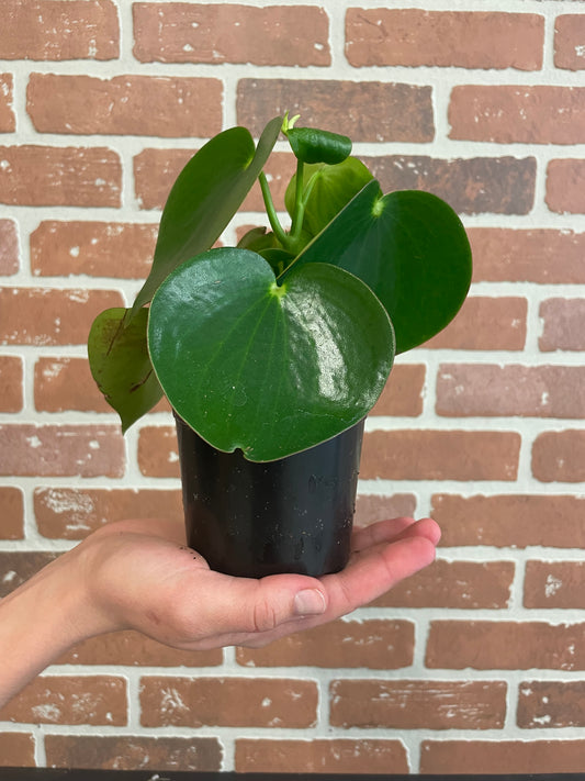 Raindrop Peperomia 4”