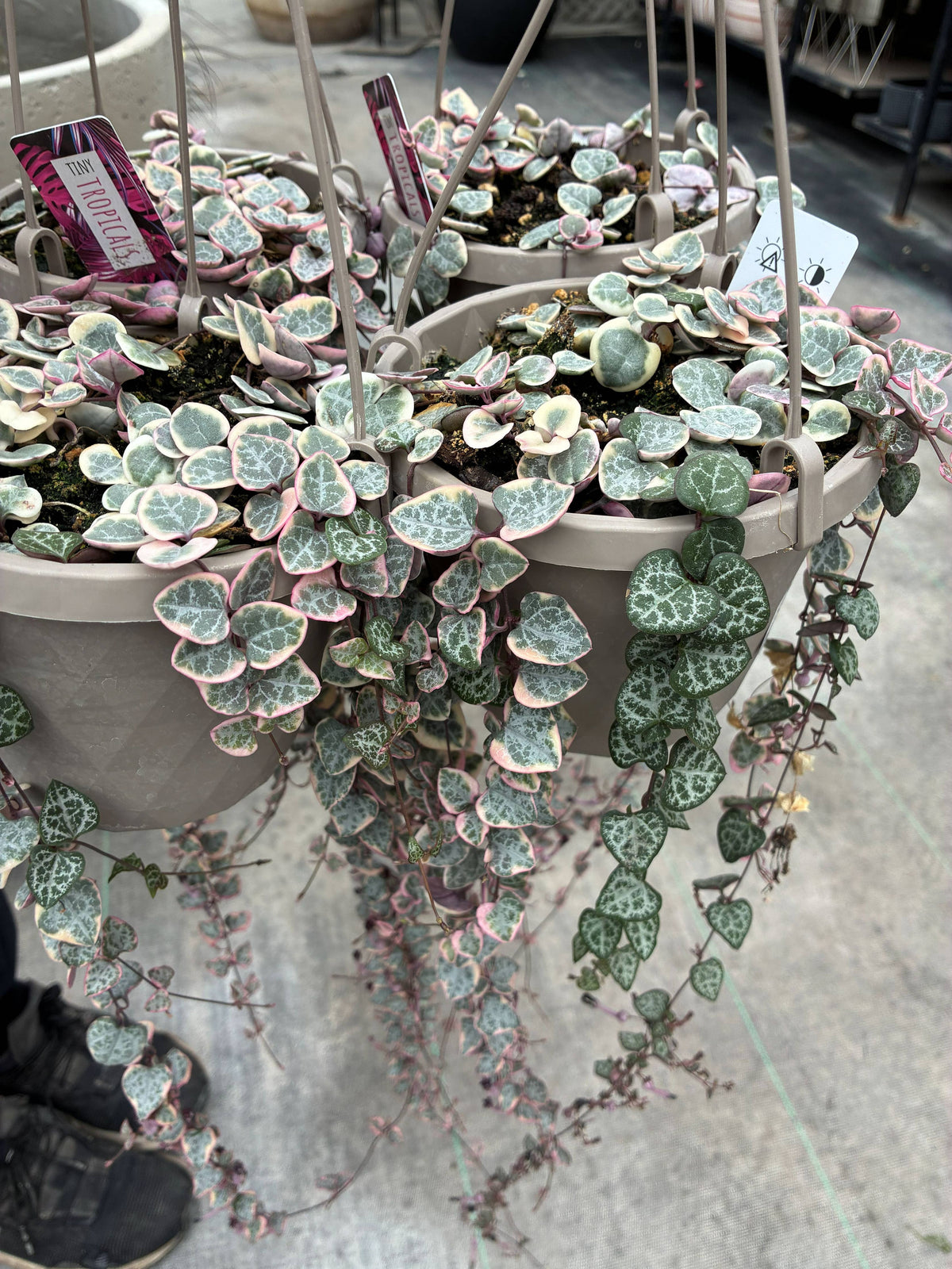 6" Variegated String of Hearts
