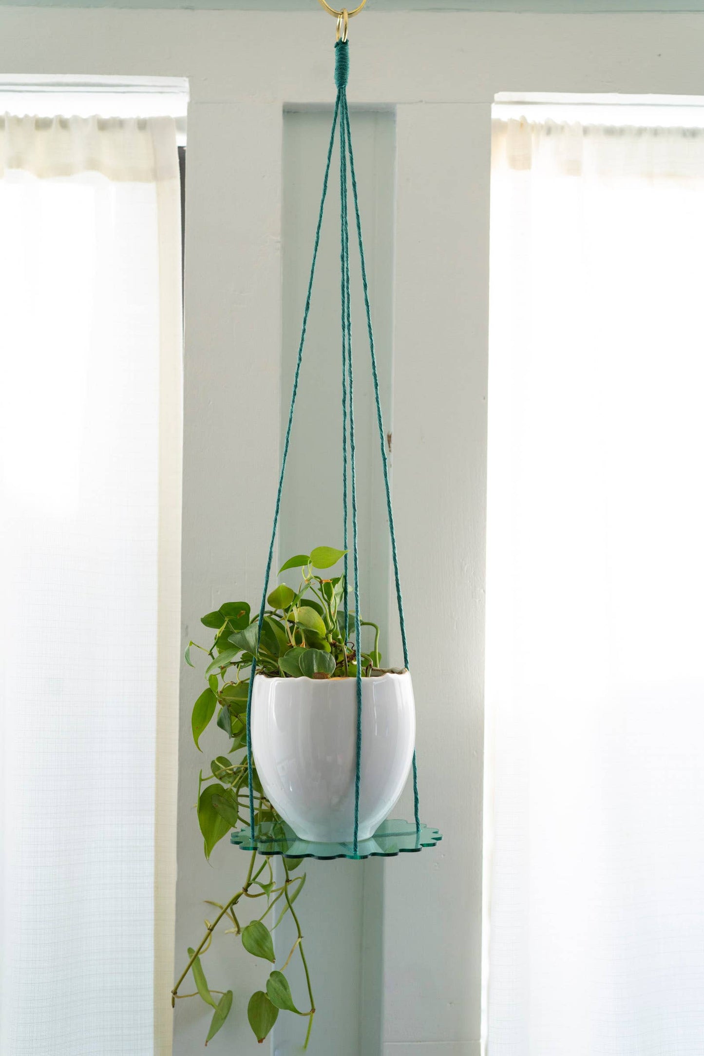 Squiggle Plate Plant Hanger