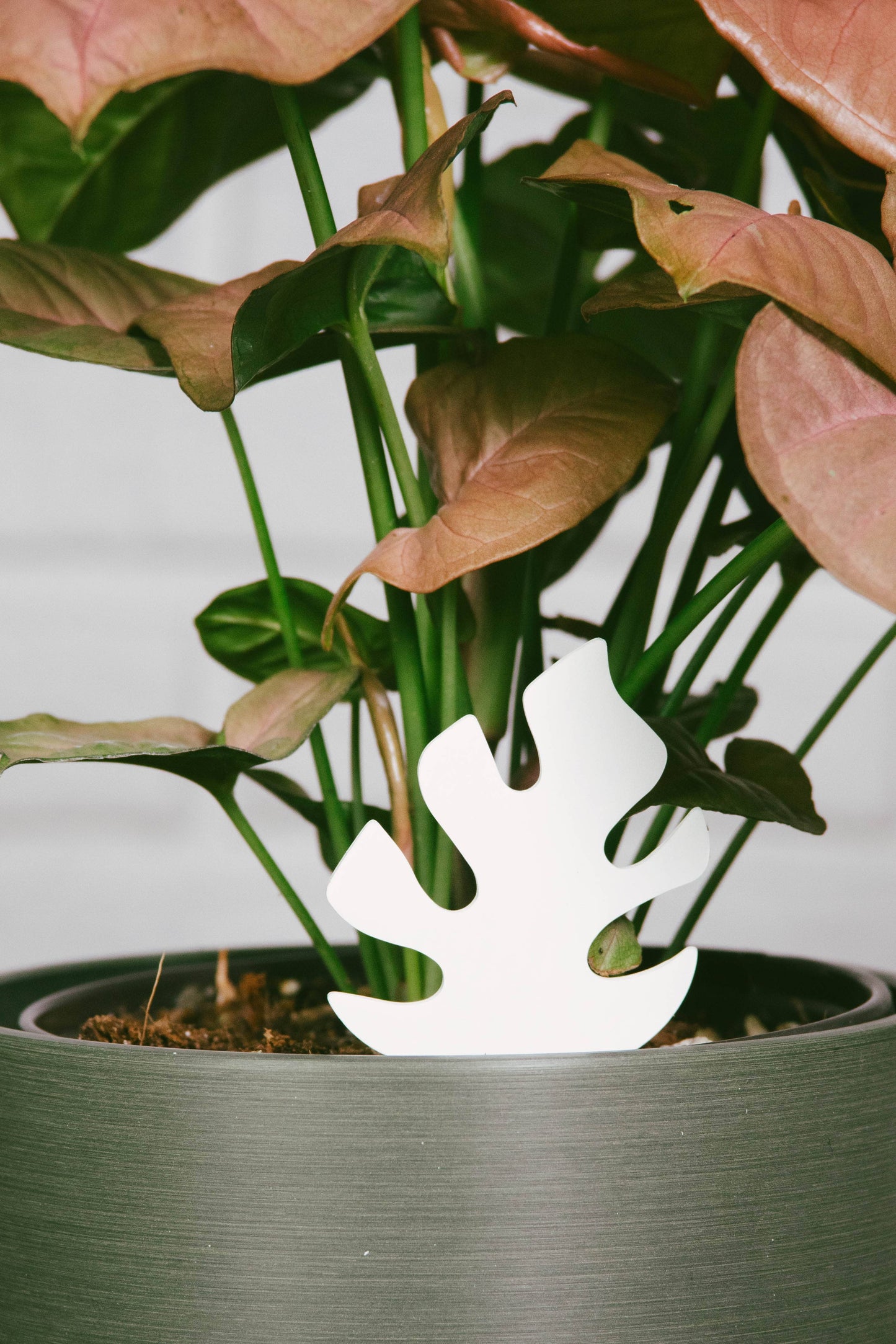 Mini Monstera PlantDoc: Color-Change Plant Moisture Meter