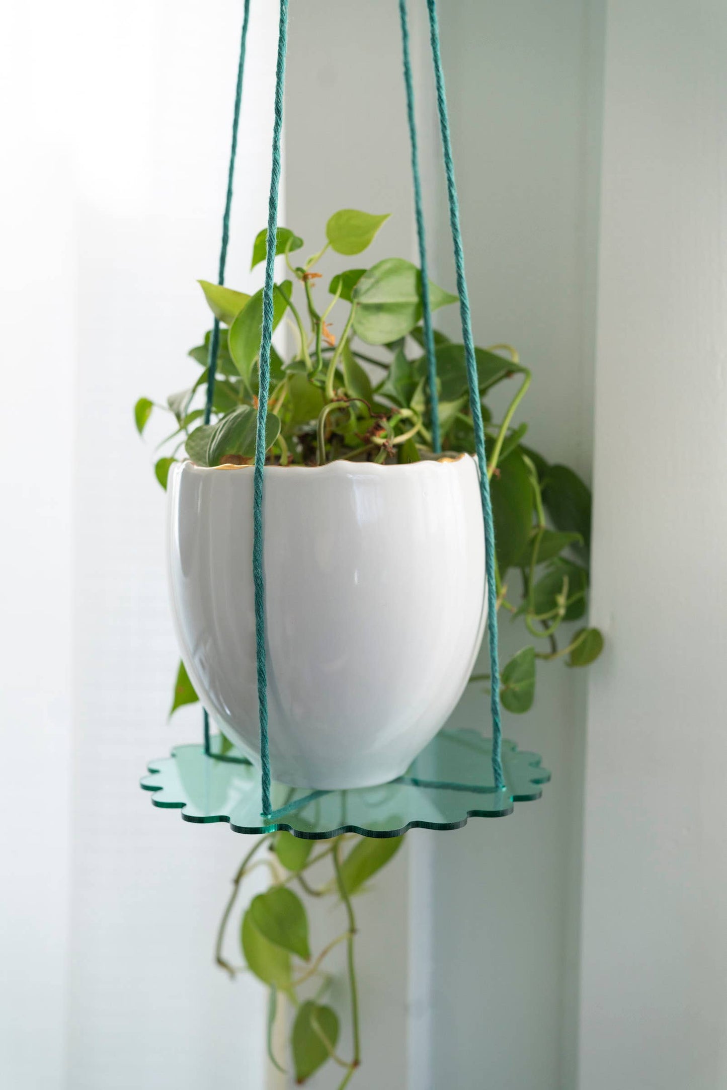Squiggle Plate Plant Hanger