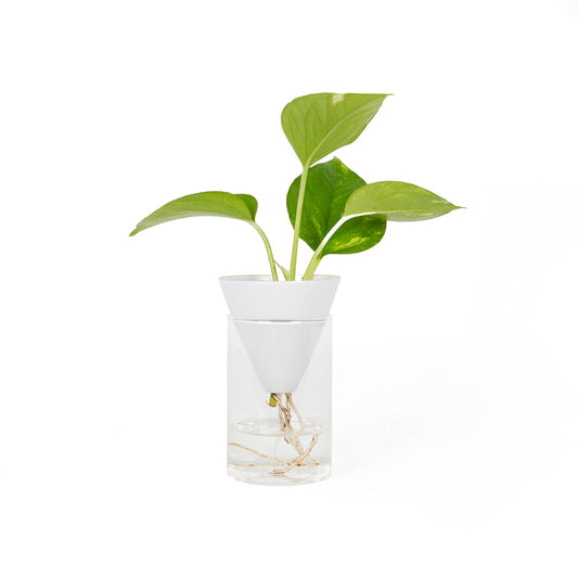 White Cone Hydroponics Vase HF