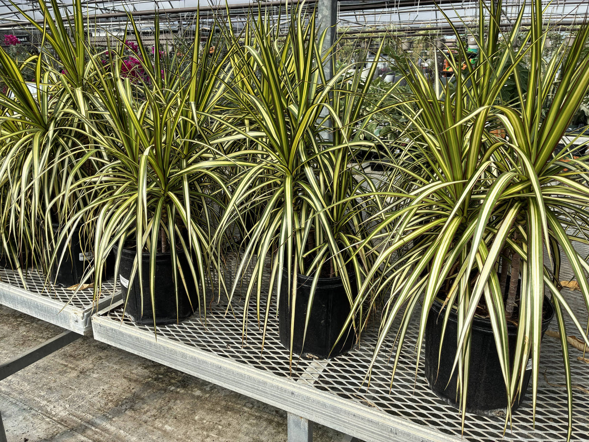 10" Dracaena Kiwi Bush