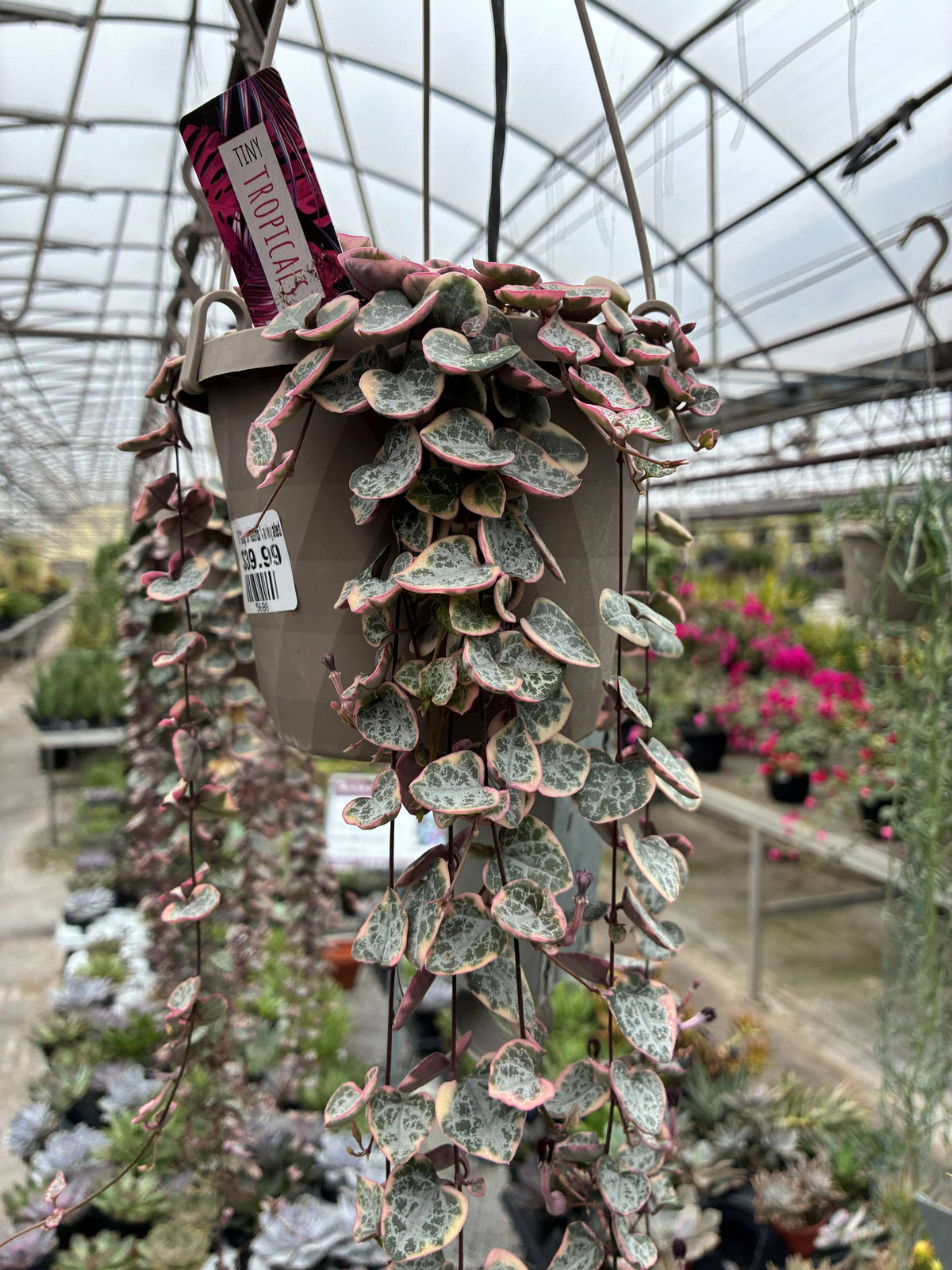 6" Variegated String of Hearts