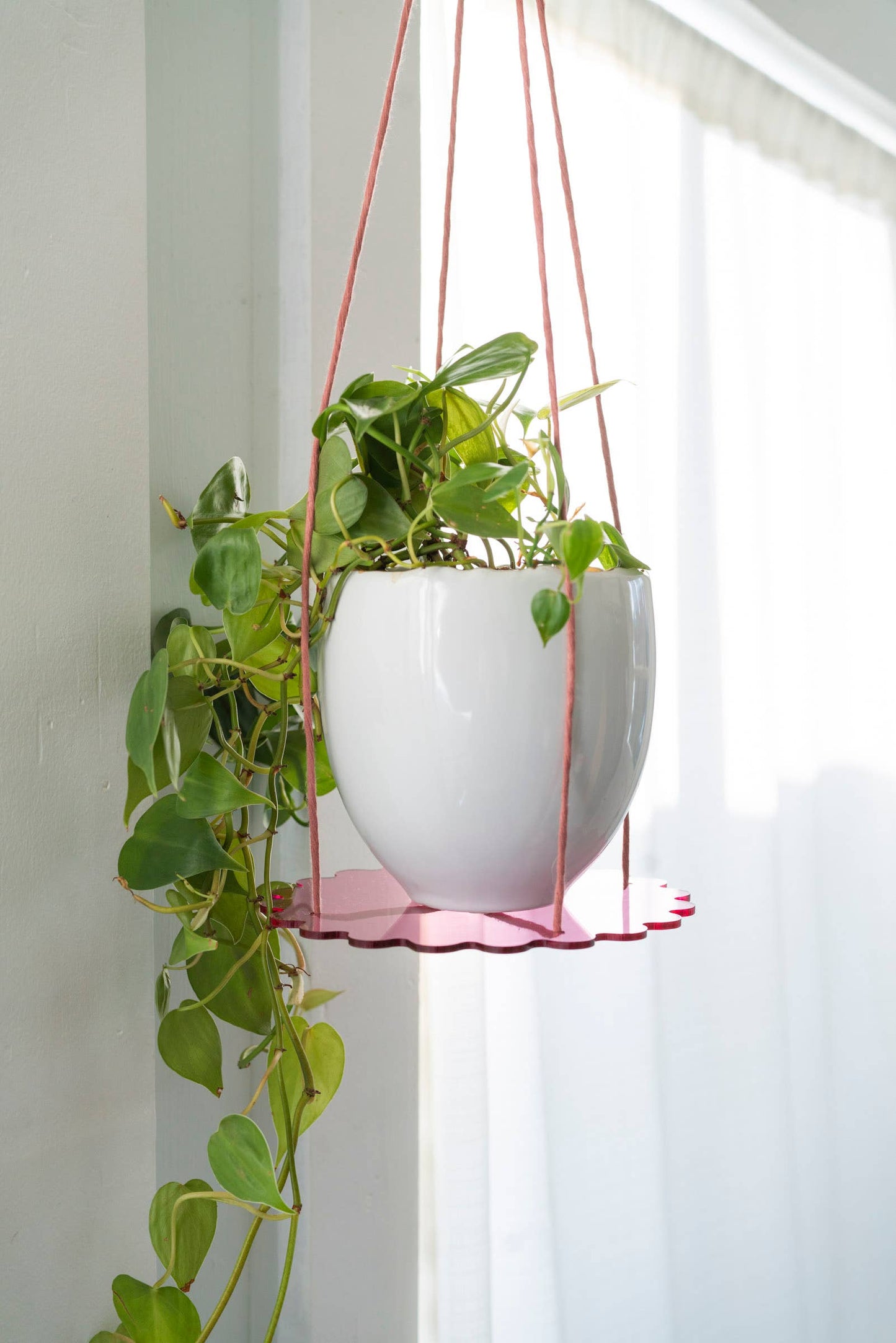 Squiggle Plate Plant Hanger