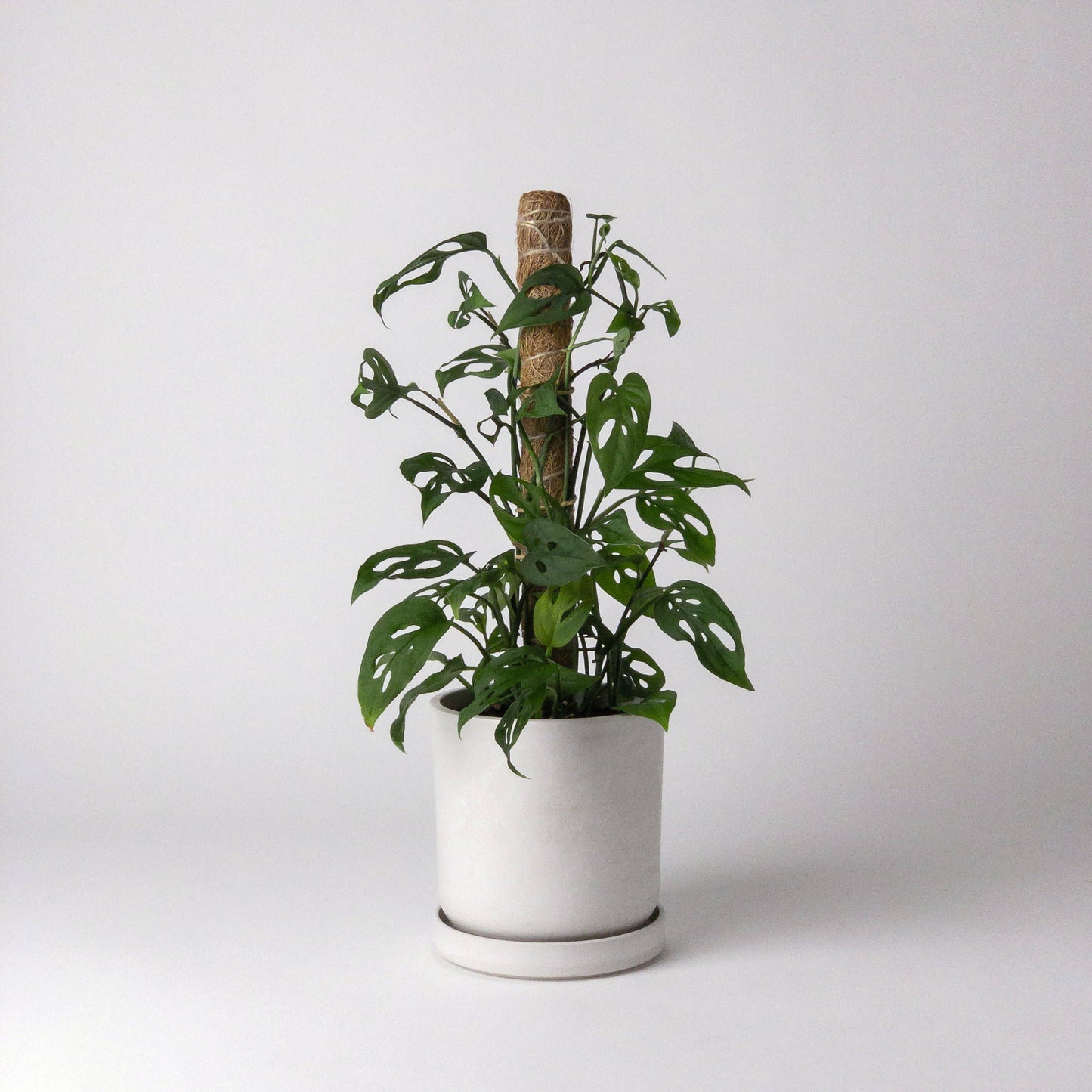 |Coco Coir Pole for Plant Support (Small)