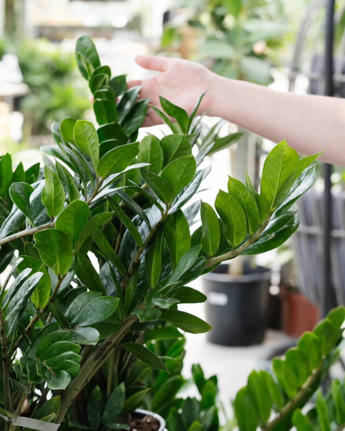 10" Zamioculcas Zamifolia ZZ Plant