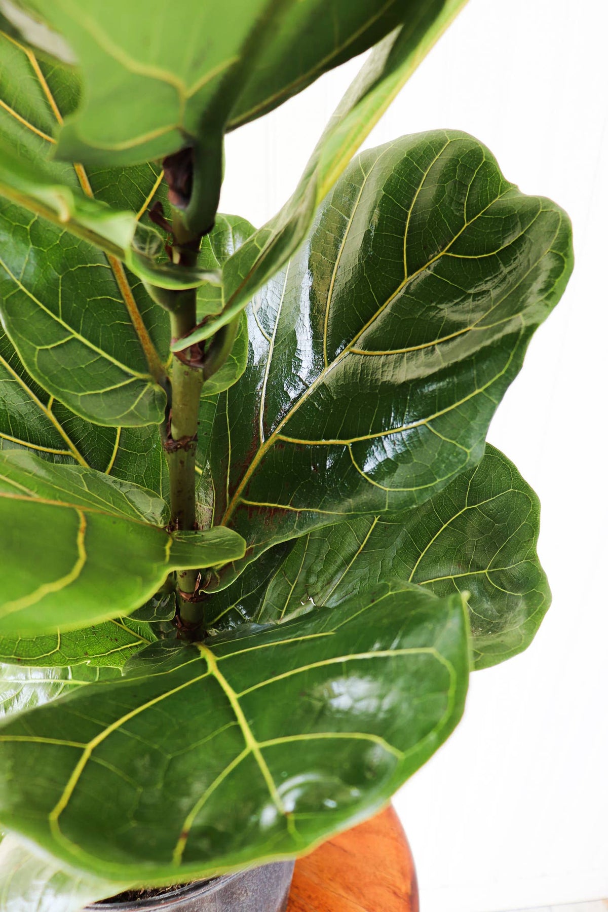 10" Ficus Lyrata Bush